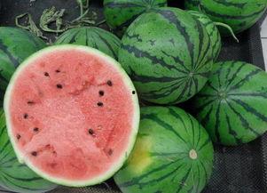 美味快递在线观看西瓜,在线观看西瓜，尽享美食盛宴