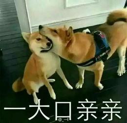 二狗爆料秋莎视频,秋莎视频内容大揭秘  第2张